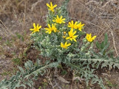 Crepis occidentalis