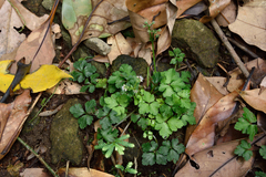 Sanicula lamelligera