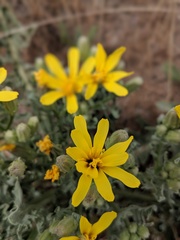 Crepis occidentalis