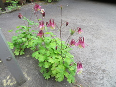 Aquilegia buergeriana