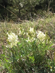 Oxytropis sericea