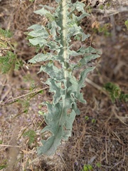 Crepis occidentalis