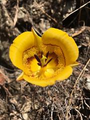 Calochortus clavatus