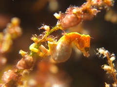 Hippocampus pontohi
