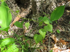 Dioscorea nipponica