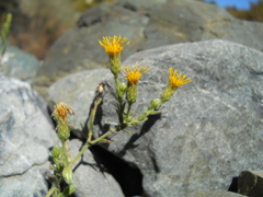 Heterotheca oregona