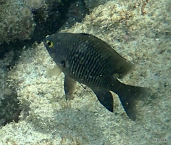 Plectroglyphidodon marginatus