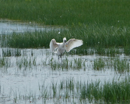 Espátula común (Platalea leucorodia)