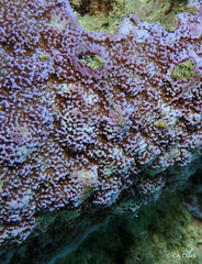 Montipora flabellata