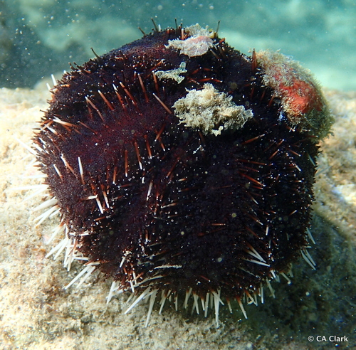 Collector Urchin, photo 4 of 10