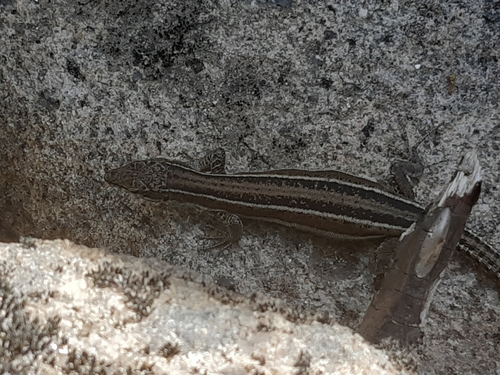 Guadarrama Wall Lizard, Podarcis guadarramae