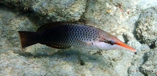 Bird Wrasse