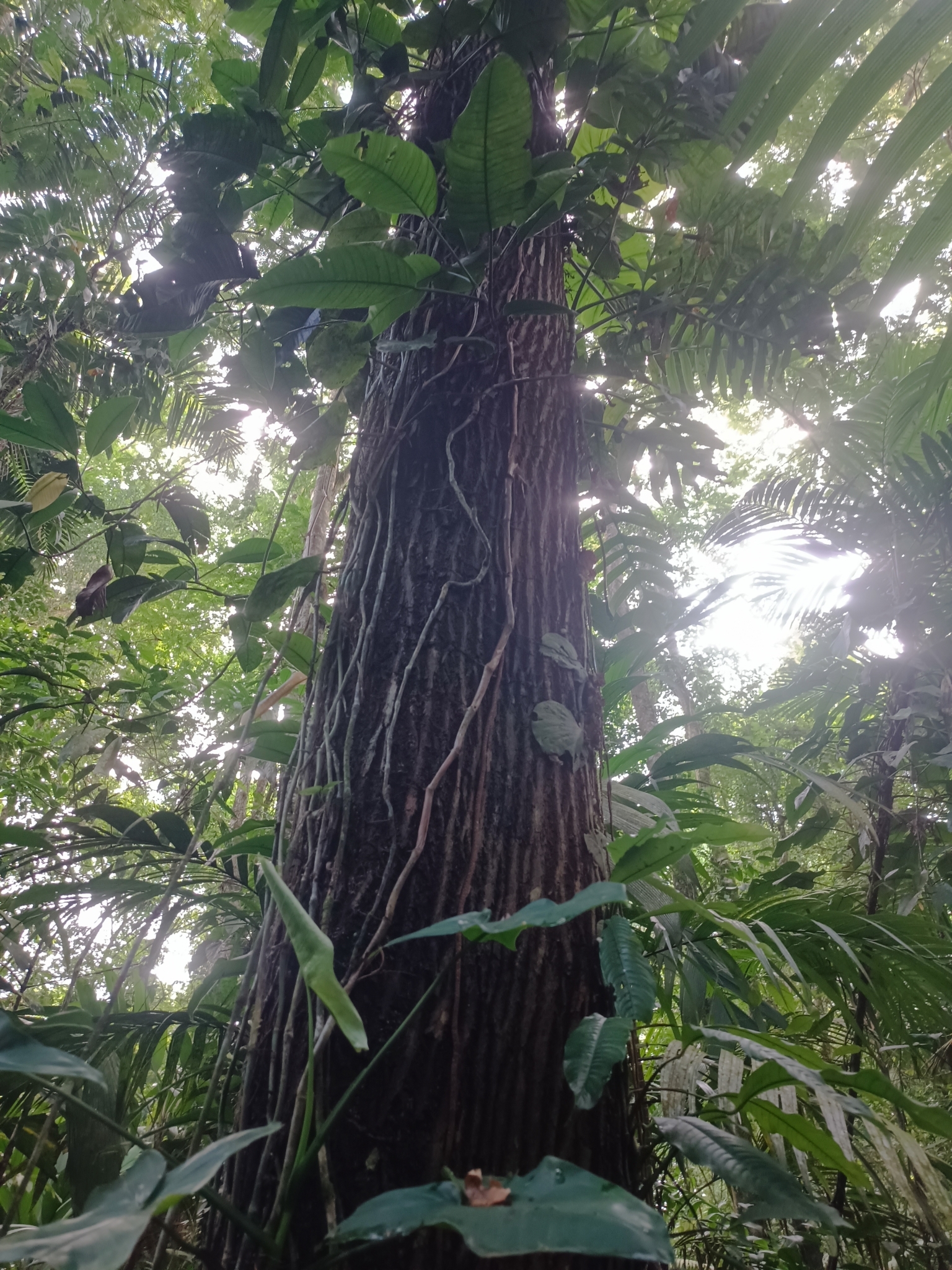 Monkey Pot (Lecythis ampla)