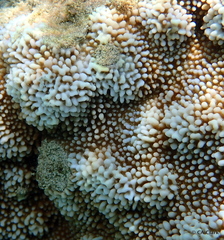 Montipora capitata
