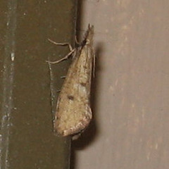 Acrolophus mortipennella