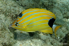 Chaetodon fremblii