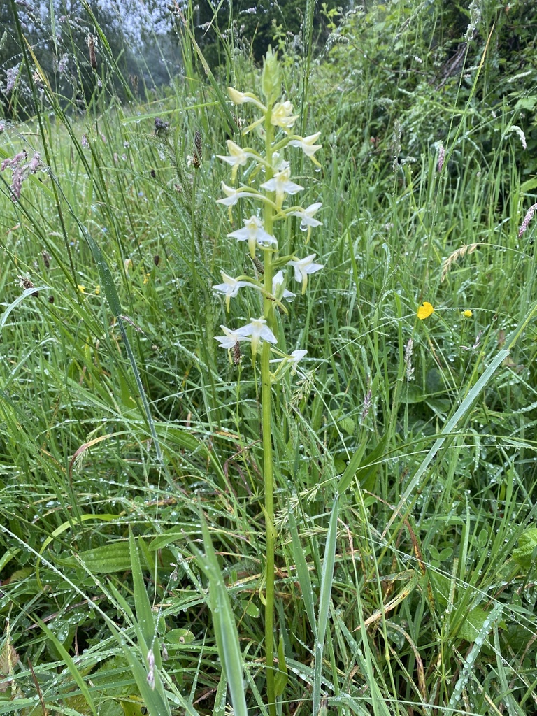 Platanthera muelleri