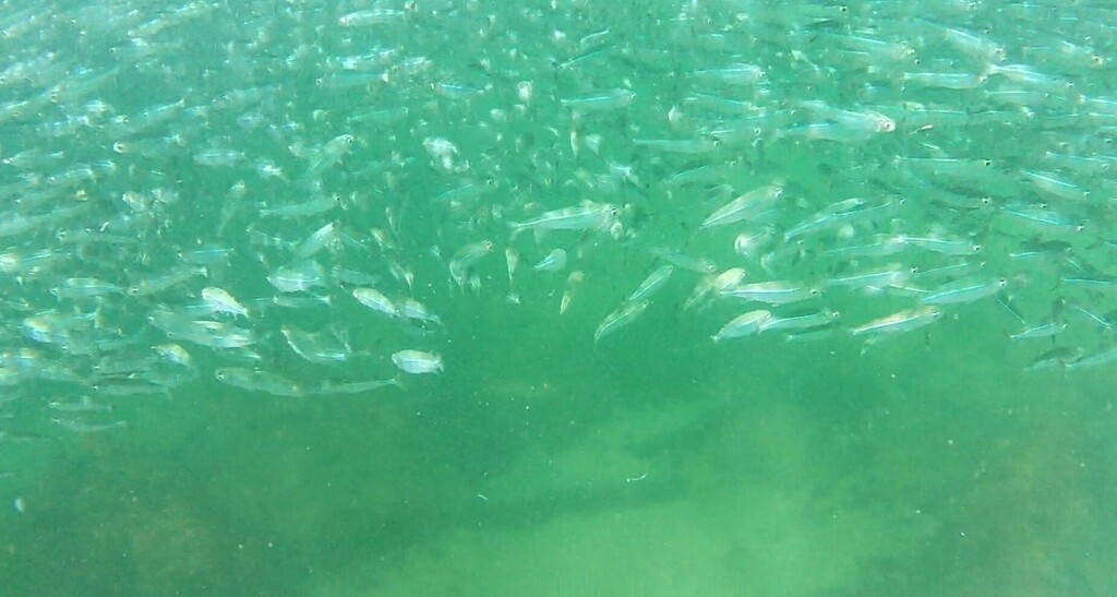 Red Sea hardyhead silverside