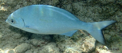 Kyphosus elegans