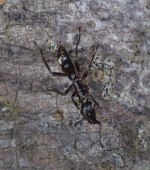Neoponera