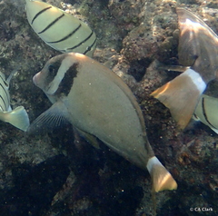 Acanthurus leucopareius