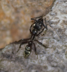 Neoponera