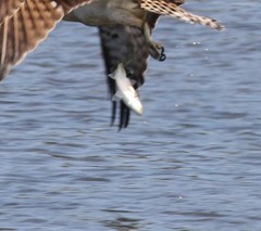 Mugiliformes