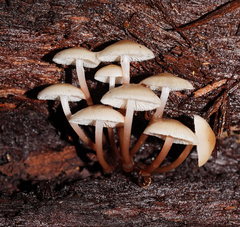 Mycena tuvara