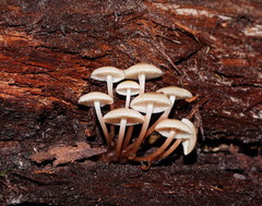 Mycena tuvara