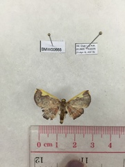 Nothomiza flavicosta