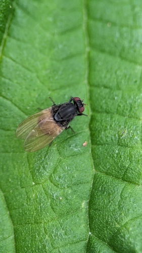 Minettia longipennis, Noordwijkerhout, Nederland, photo 7 of 10