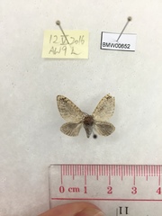 Fulgoraecia bowringii