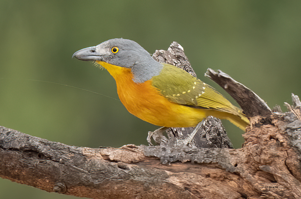 Gray-headed Bushshrike (Malaconotus blanchoti) photo