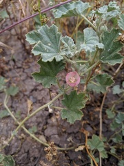 Malvella leprosa