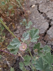 Malvella leprosa