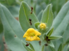 Lithospermum californicum