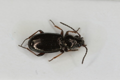 Bembidion lampros
