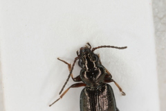 Bembidion lampros