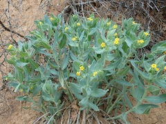 Lithospermum californicum