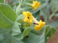 Lithospermum californicum