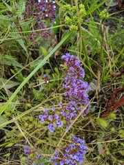 Limonium perezii