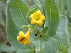 Lithospermum californicum