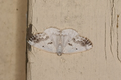 Lomographa temerata