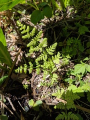Dryopteris × triploidea