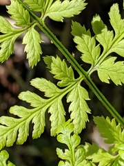 Dryopteris × triploidea
