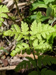 Dryopteris × triploidea