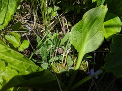 Pedicularis lanceolata