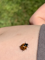 Coccinella septempunctata