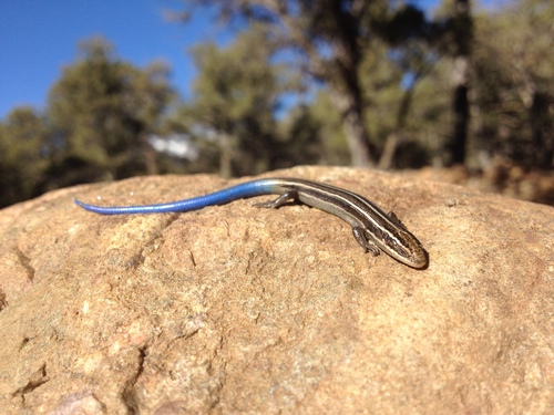Many-lined Skink