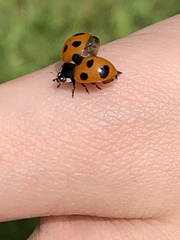 Coccinella septempunctata